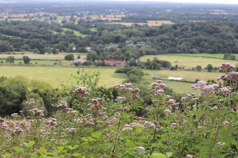 Free family days out and places to visit in Surrey