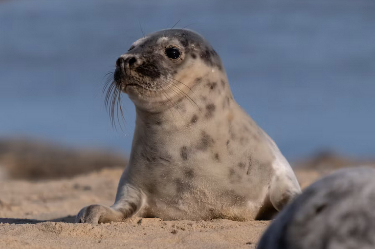 Free family days out and places to visit in Norfolk